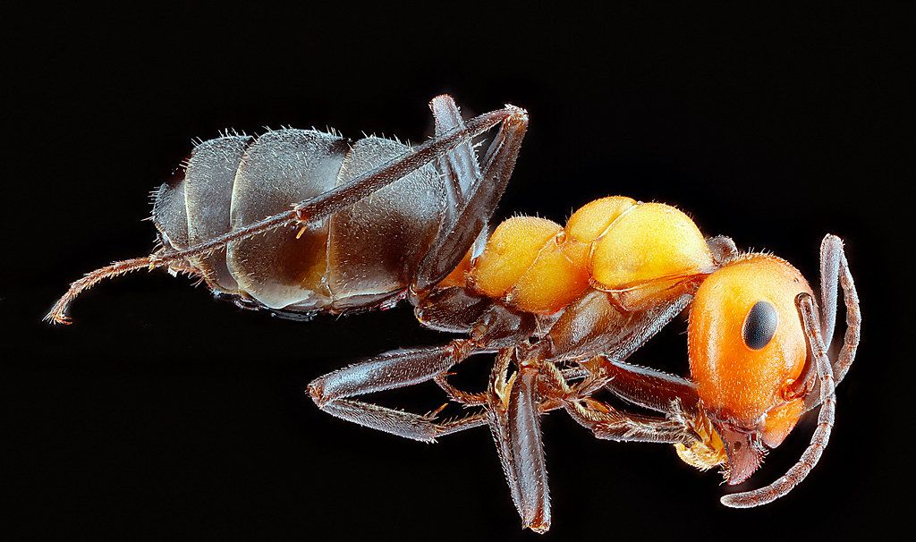 Ant Control service in Glendale, AZ
