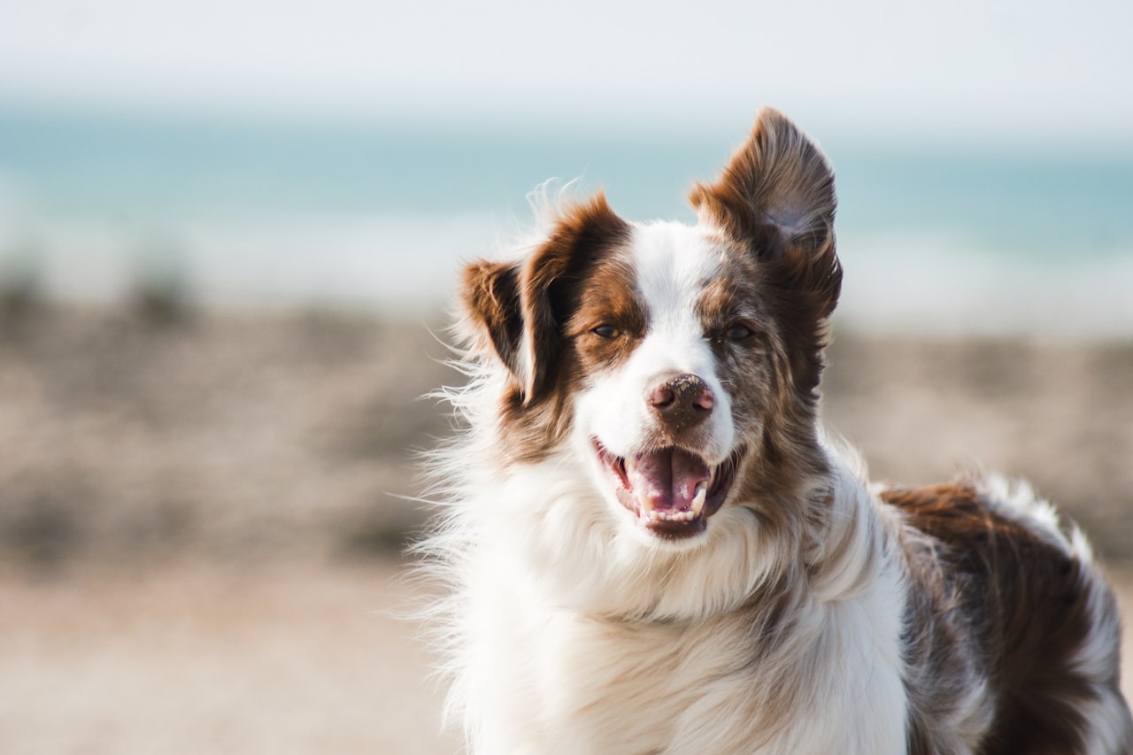 Flea & Tick Control service in Glendale, AZ