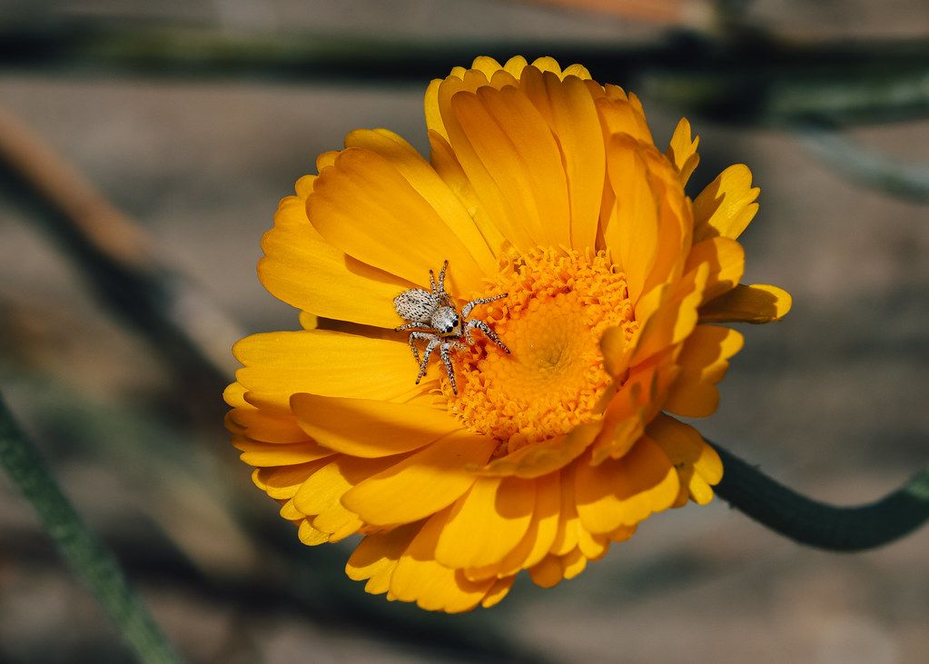 Spider Control service in Glendale, AZ